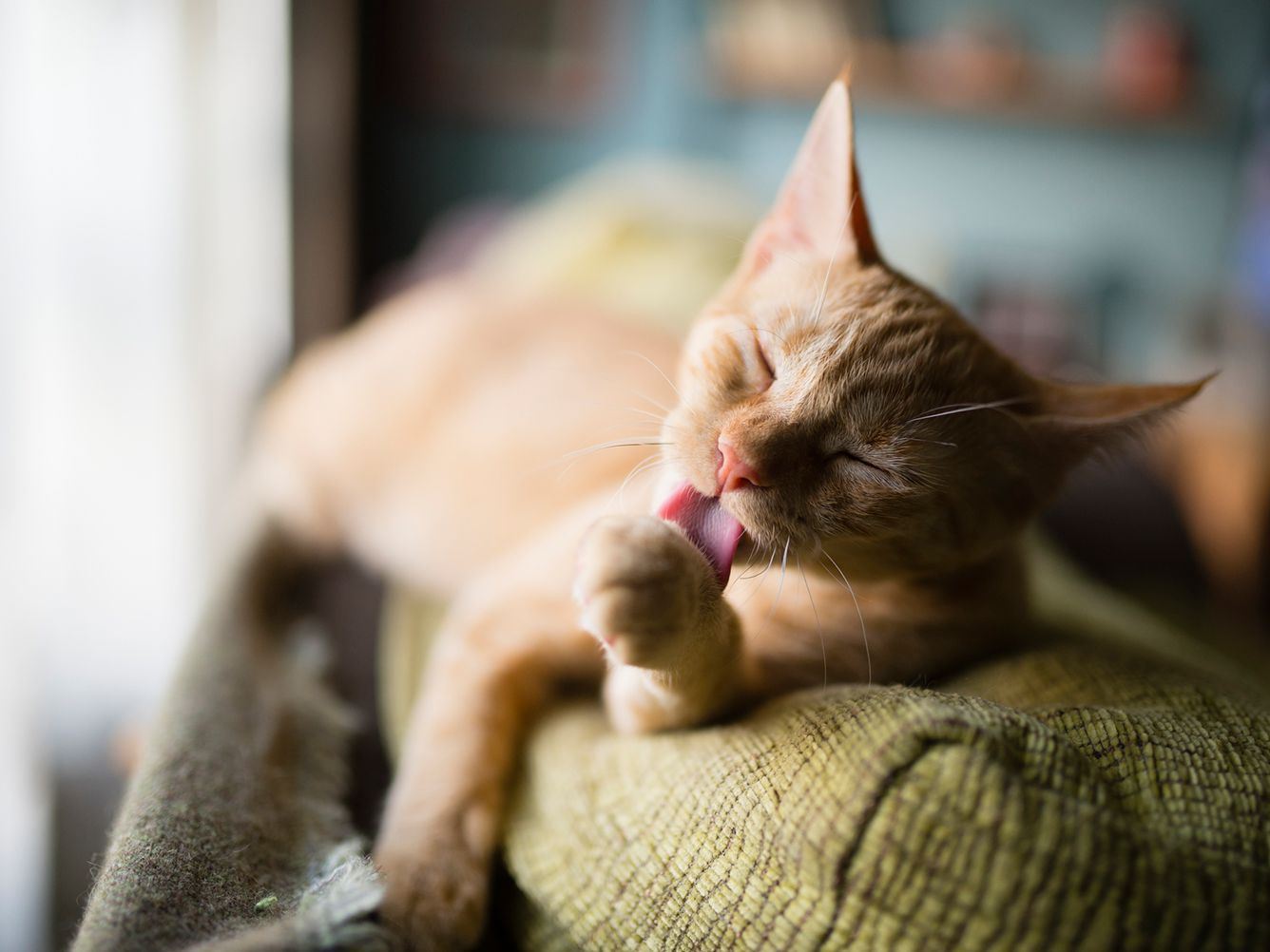 bukan sebab bulu, ini rupanya punca ada orang alergik pada kucing