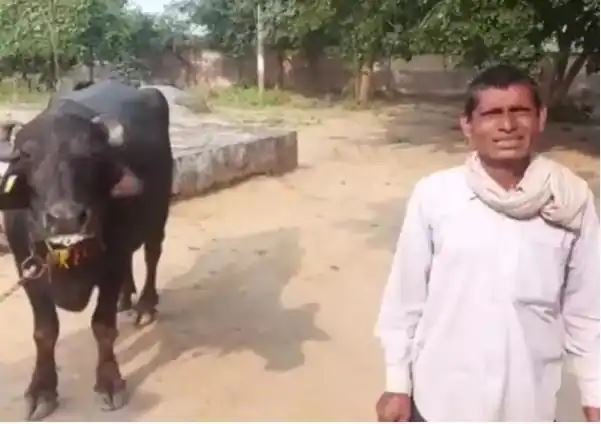 lembu enggan diperah susunya, lelaki ini buat laporan polis