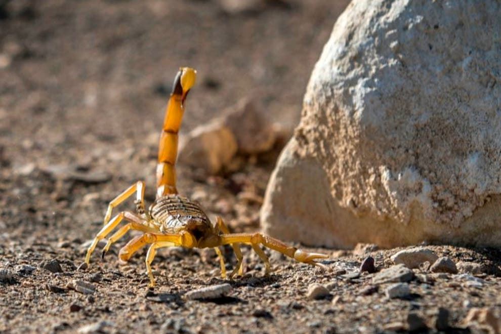 mesir dilanda banjir ragut 3 nyawa, lebih 500 mangsa disengat kala jengking