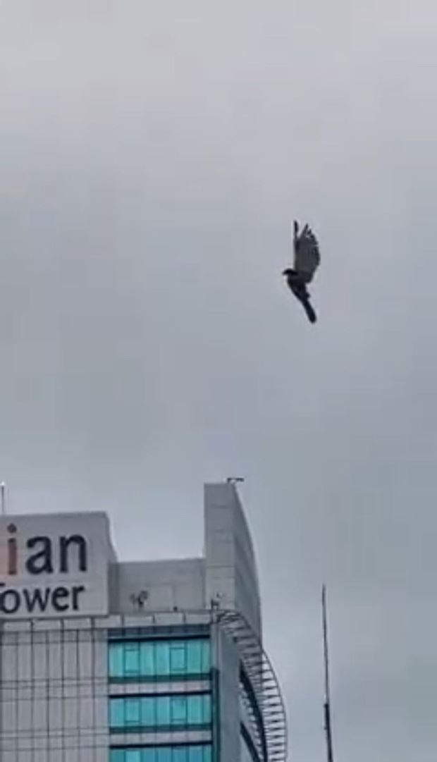 the mystery of the ‘floating’ bird in damansara!