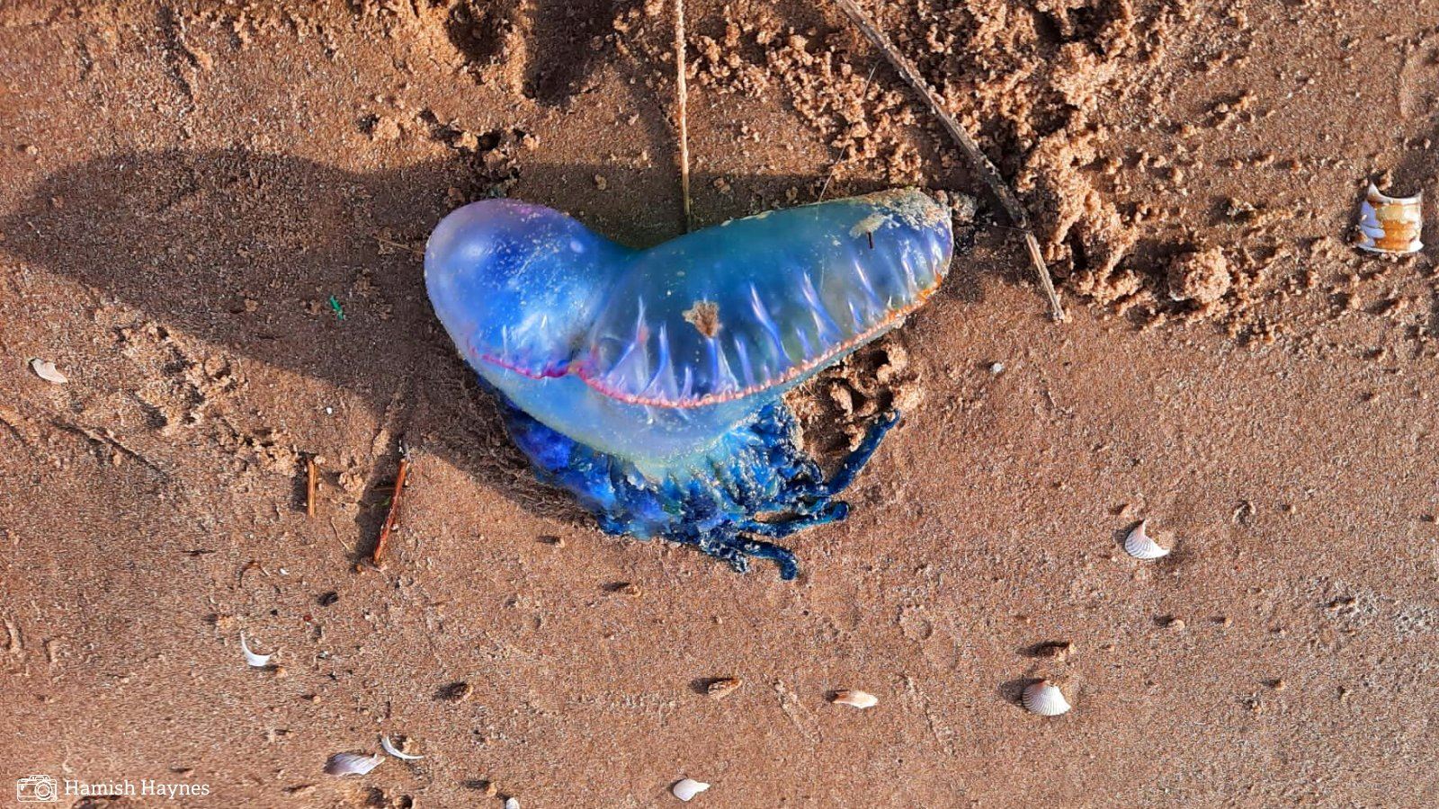 hidupan seakan beg plastik ini sangat merbahaya pada manusia