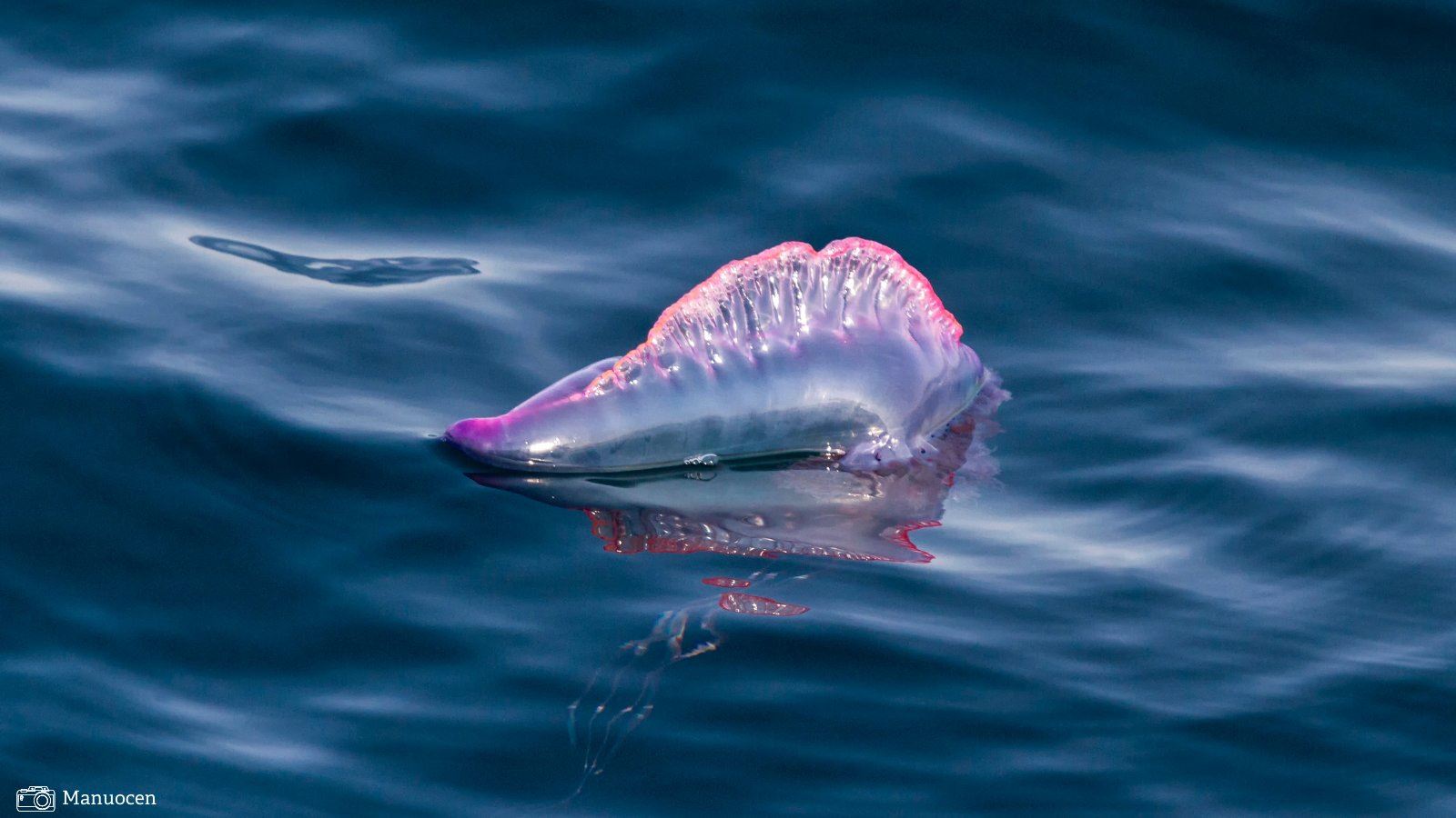 hidupan seakan beg plastik ini sangat merbahaya pada manusia