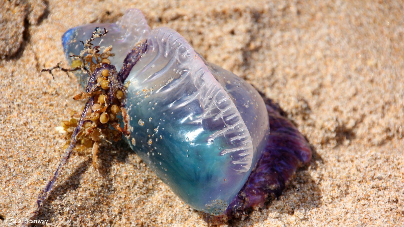 hidupan seakan beg plastik ini sangat merbahaya pada manusia