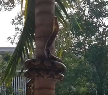 video ular panjat pokok ini buat ramai rasa ngeri