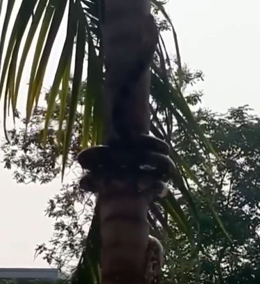 video ular panjat pokok ini buat ramai rasa ngeri
