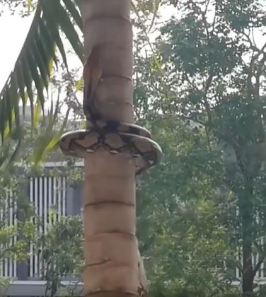 video ular panjat pokok ini buat ramai rasa ngeri
