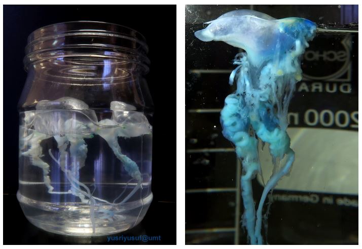 hidupan seakan beg plastik ini sangat merbahaya pada manusia