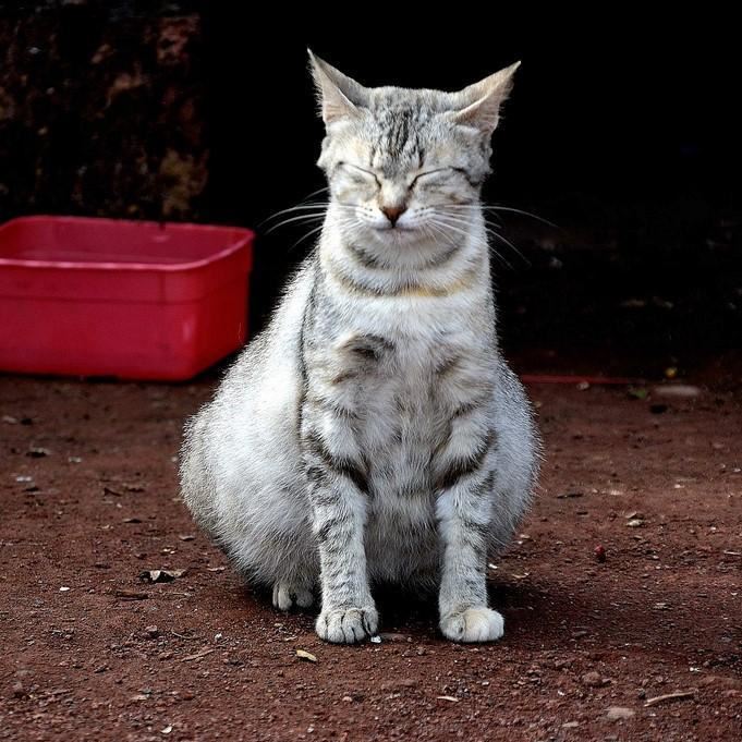 sama seperti manusia, kucing juga boleh alami kehamilan palsu