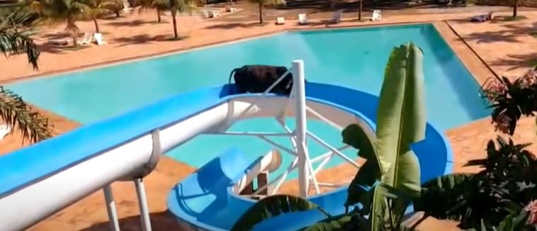 lari dari pusat sembelihan, lembu dilihat ‘bermain’ gelongsor air