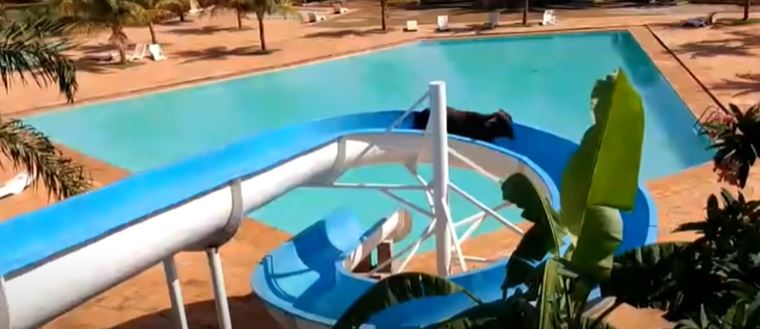 lari dari pusat sembelihan, lembu dilihat ‘bermain’ gelongsor air