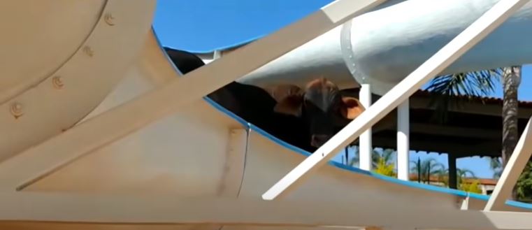 lari dari pusat sembelihan, lembu dilihat ‘bermain’ gelongsor air