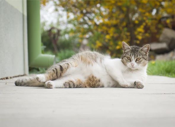 sama seperti manusia, kucing juga boleh alami kehamilan palsu