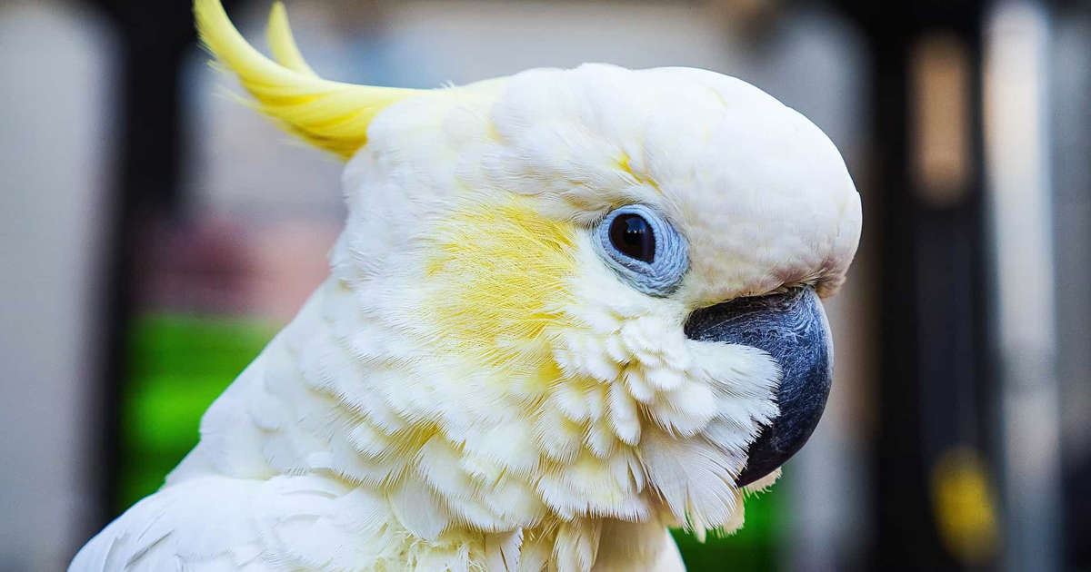 isteri kecewa suami ‘kantoi’ curang selepas burung kakaktua bocor rahsia hubungan gelap dengan pembantu rumah