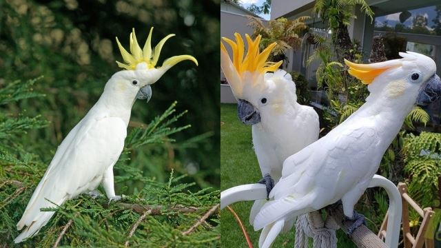 isteri kecewa suami ‘kantoi’ curang selepas burung kakaktua bocor rahsia hubungan gelap dengan pembantu rumah