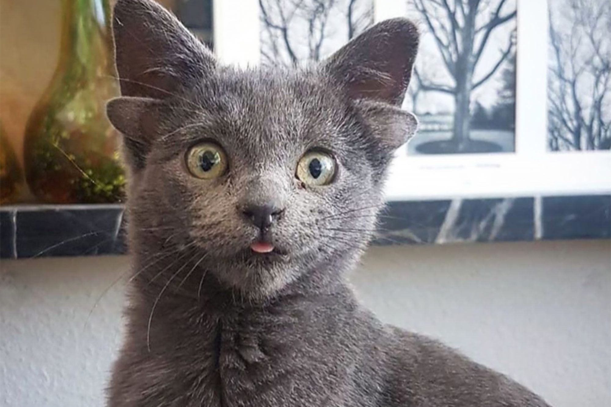 kitten with four ears in turkey becomes new internet star!