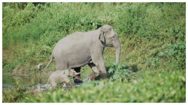 comel, anak gajah yang baru dilahirkan tunjukkan jalan pada sang ibu