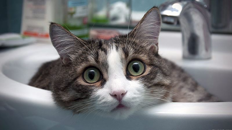 this is what’s causing your “cat allergies” all this time! it’s not the fur!