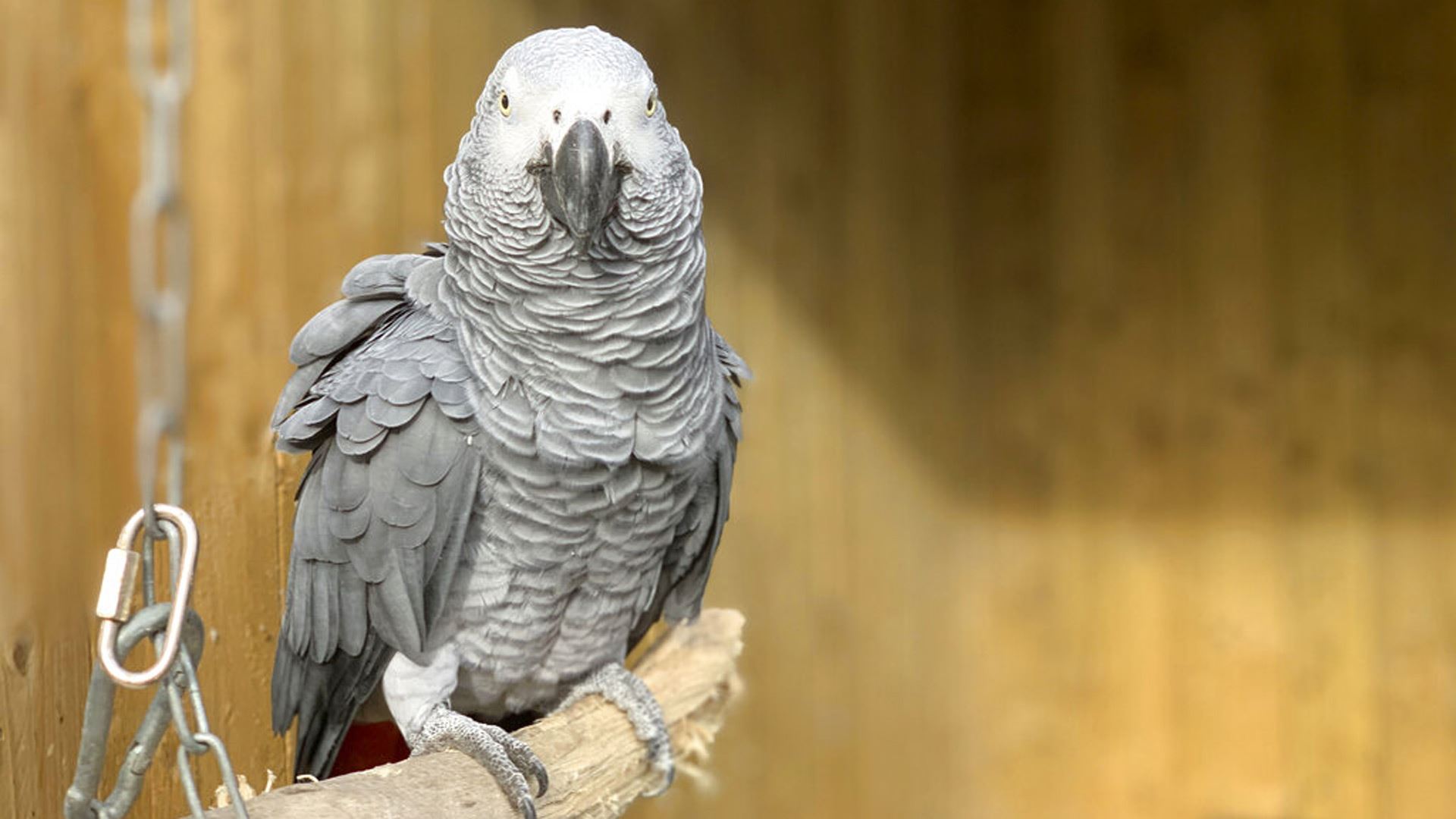 five parrots at british zoo separated after encouraging each other to swear at guests