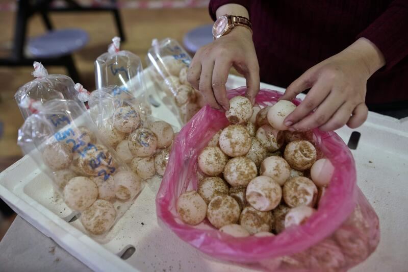 terengganu bans sale of all types of turtle eggs starting june 2022!
