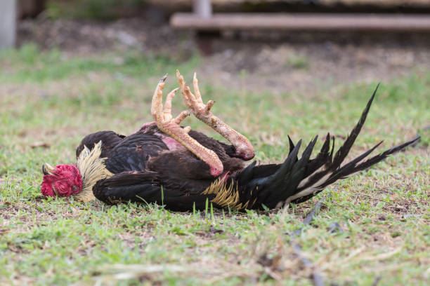 63 ayam mati terkejut akibat muzik dipasang terlalu kuat