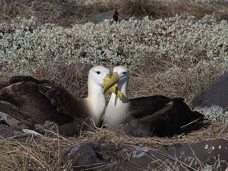 perubahan iklim punca burung albatros berlaku curang pada pasangannya