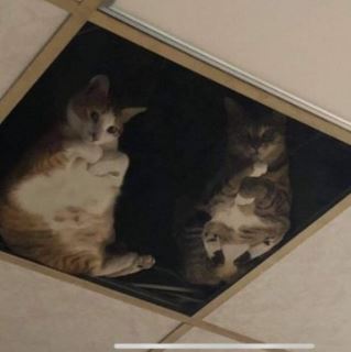 sering dengar bunyi pelik atas siling, lelaki nekad pasang atap kaca. rupanya..