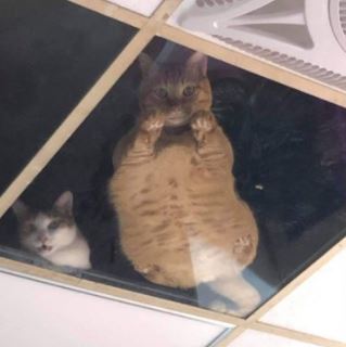 sering dengar bunyi pelik atas siling, lelaki nekad pasang atap kaca. rupanya..