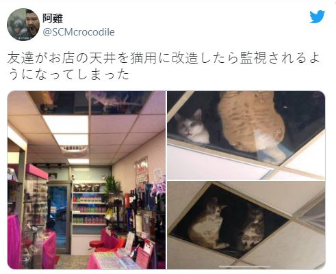 sering dengar bunyi pelik atas siling, lelaki nekad pasang atap kaca. rupanya..