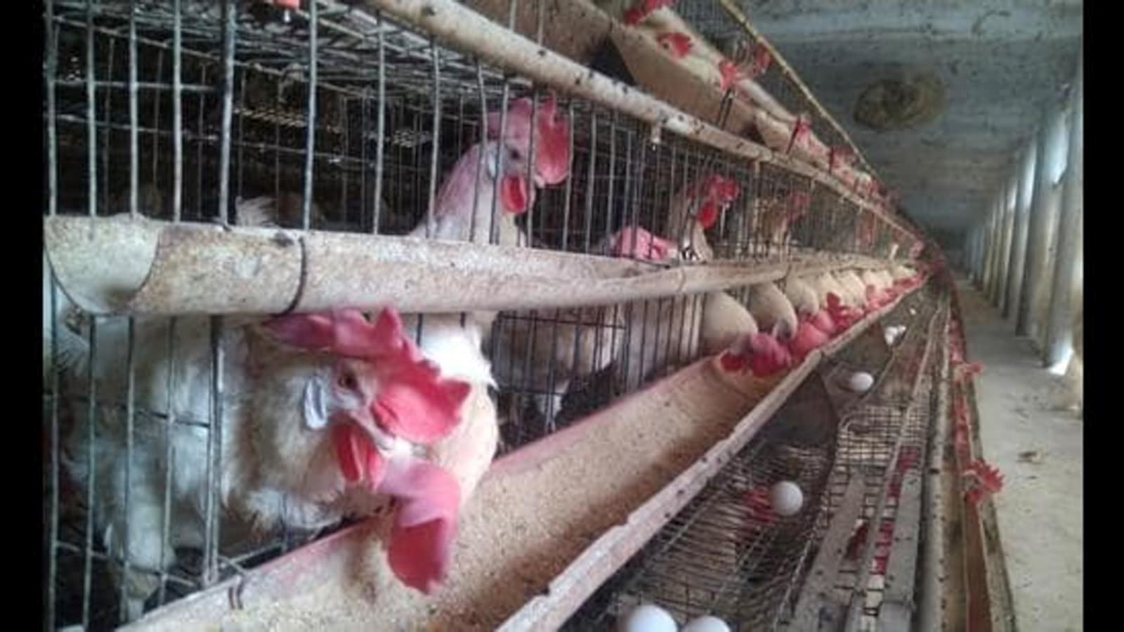 poultry farm owner claims loud dj music killed 63 of his chickens!
