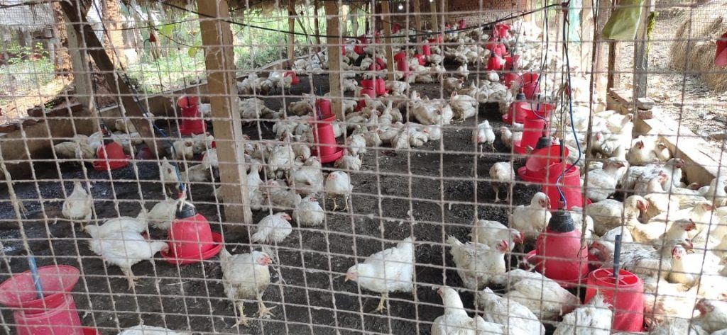 poultry farm owner claims loud dj music killed 63 of his chickens!