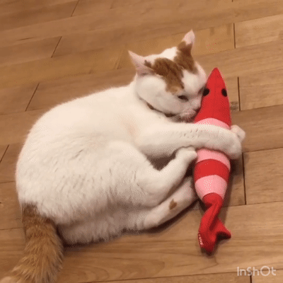 selain di muka, misai kucing juga tumbuh pada bahagian ini