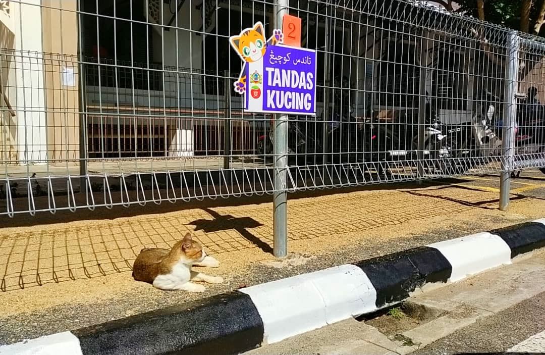 more than 600 cats have used the “public toilet” for cats at kelantan wet market