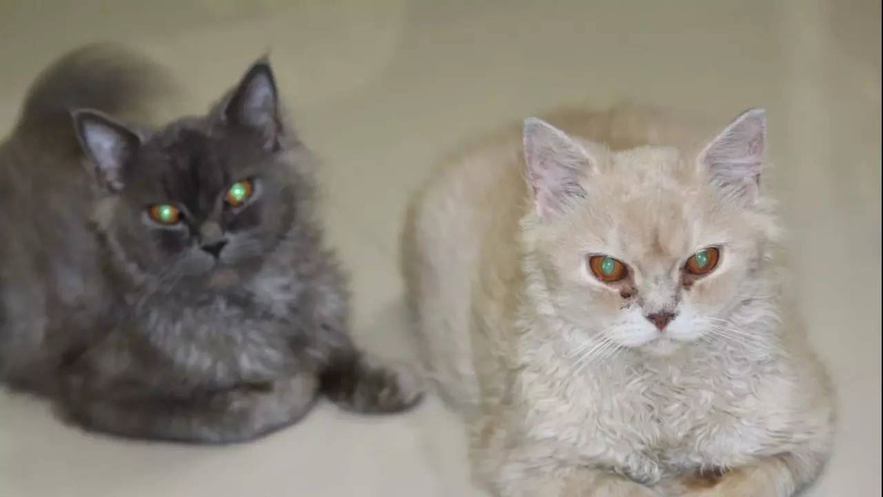 enggan bergerak dari kubur saudara sendiri, kucing persia ini buat ramai tersentuh