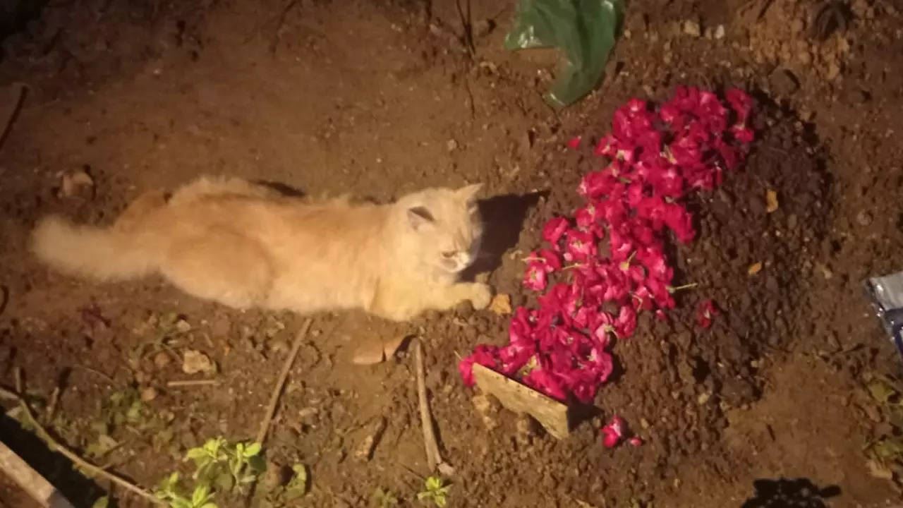 enggan bergerak dari kubur saudara sendiri, kucing persia ini buat ramai tersentuh