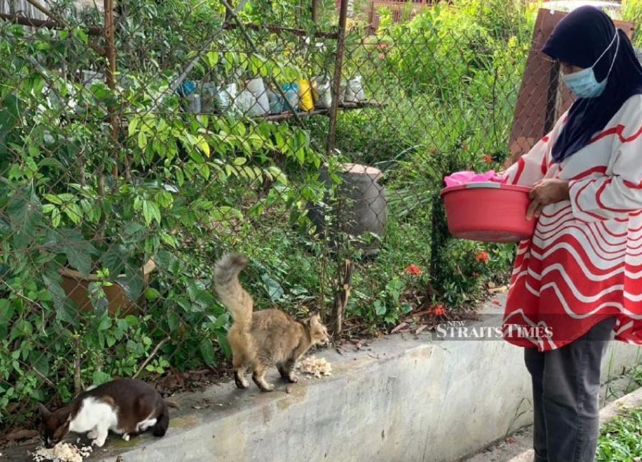 perak woman spends rm2,000 every month to care for homeless animals