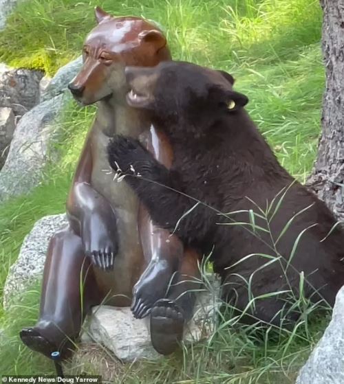 ‘‘ku sangka beruang betina, rupanya patung hiasan,’’ - beruang jantan