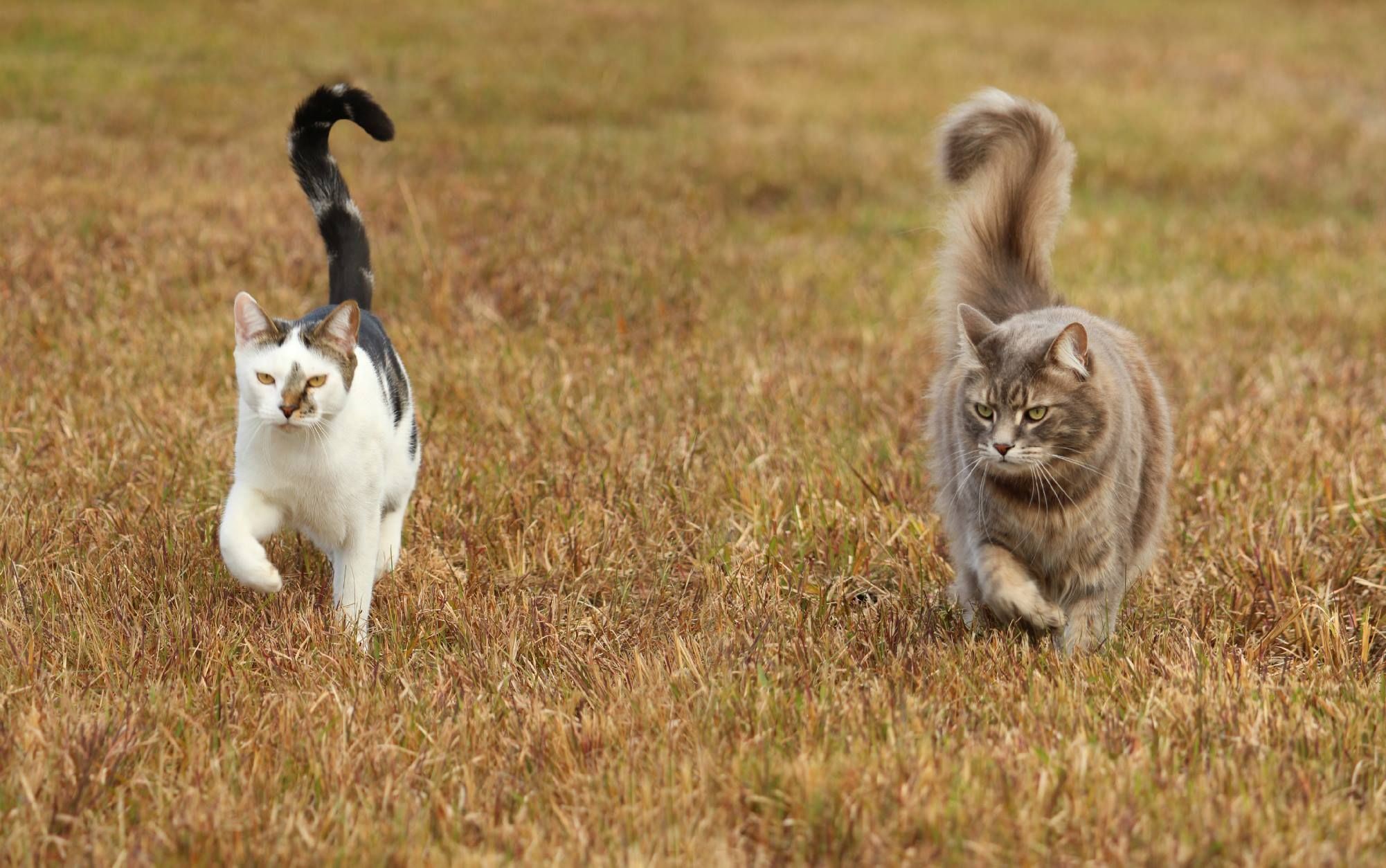 cat tail language? your cat is trying to tell you something!