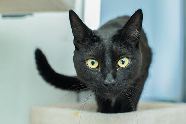 cat tail language? your cat is trying to tell you something!