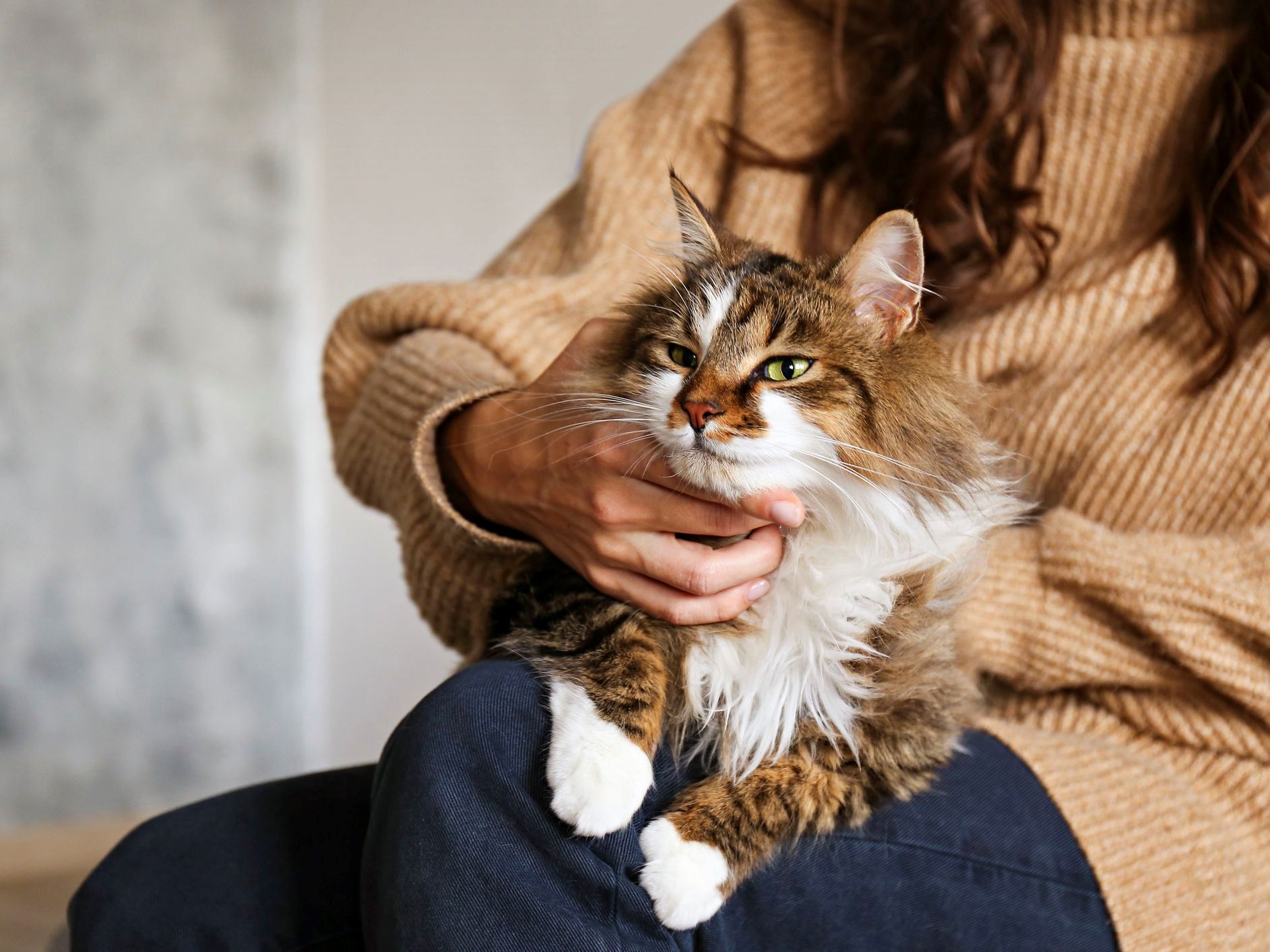 cat tail language? your cat is trying to tell you something!
