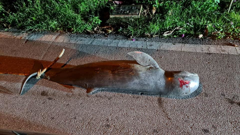 endangered irrawaddy dolphin found bleeding by roadside in sarawak