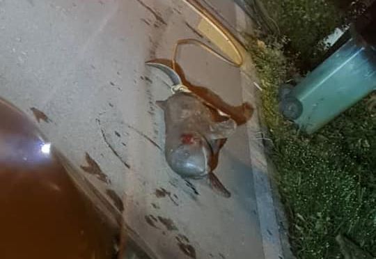 endangered irrawaddy dolphin found bleeding by roadside in sarawak