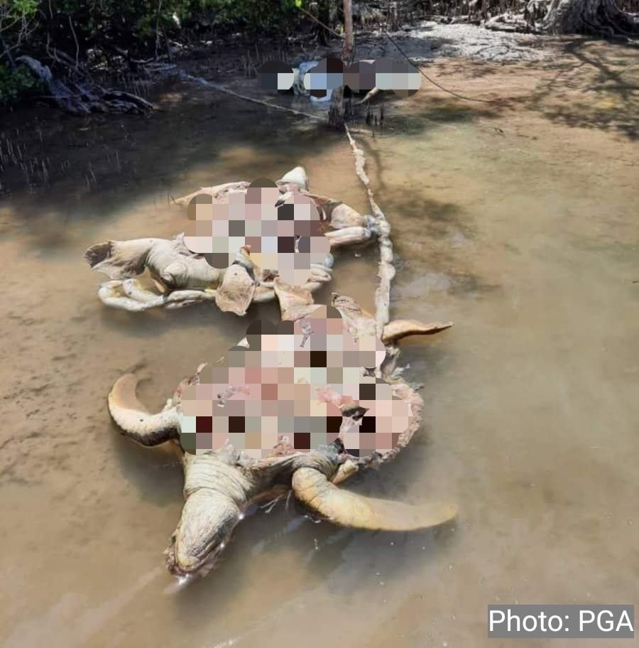 eleven green turtles found brutally killed in semporna