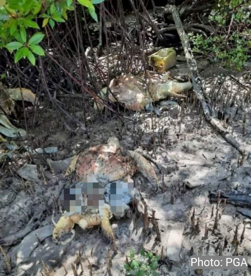eleven green turtles found brutally killed in semporna