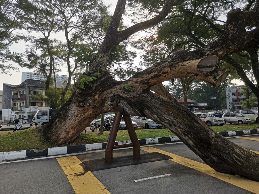 taiping’s century old samanea saman tree officially dead