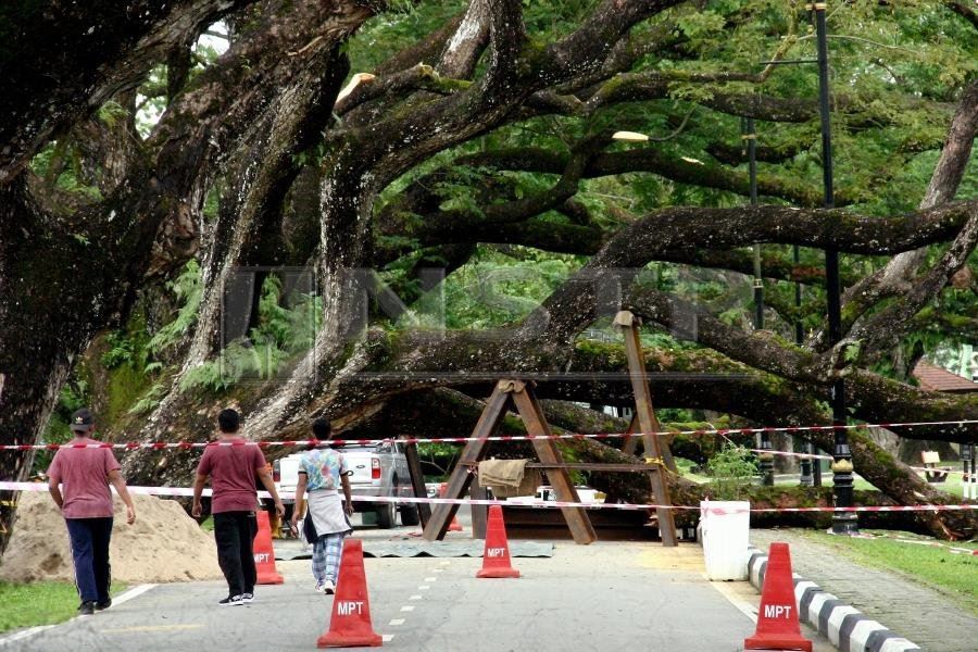 taiping’s century old samanea saman tree officially dead