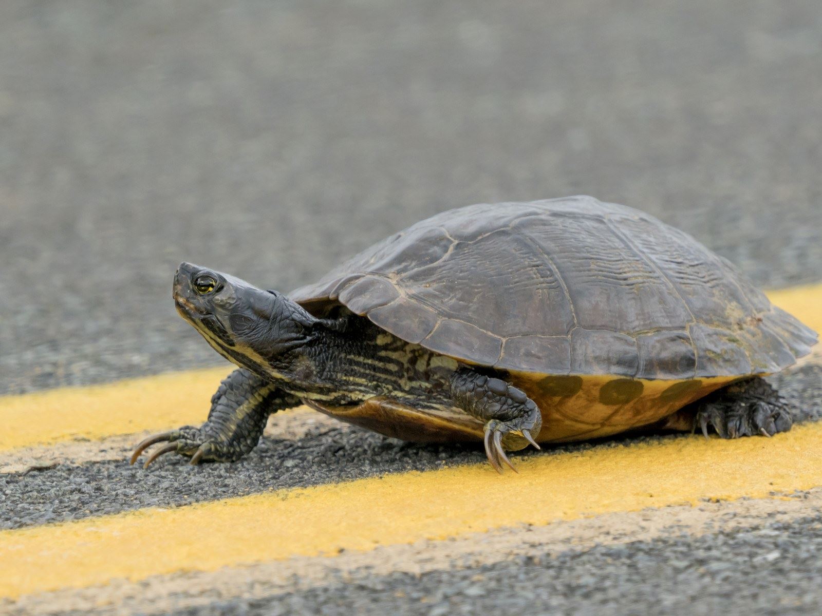 gara-gara seekor kura-kura, lima penerbangan ditunda sehingga 15 minit