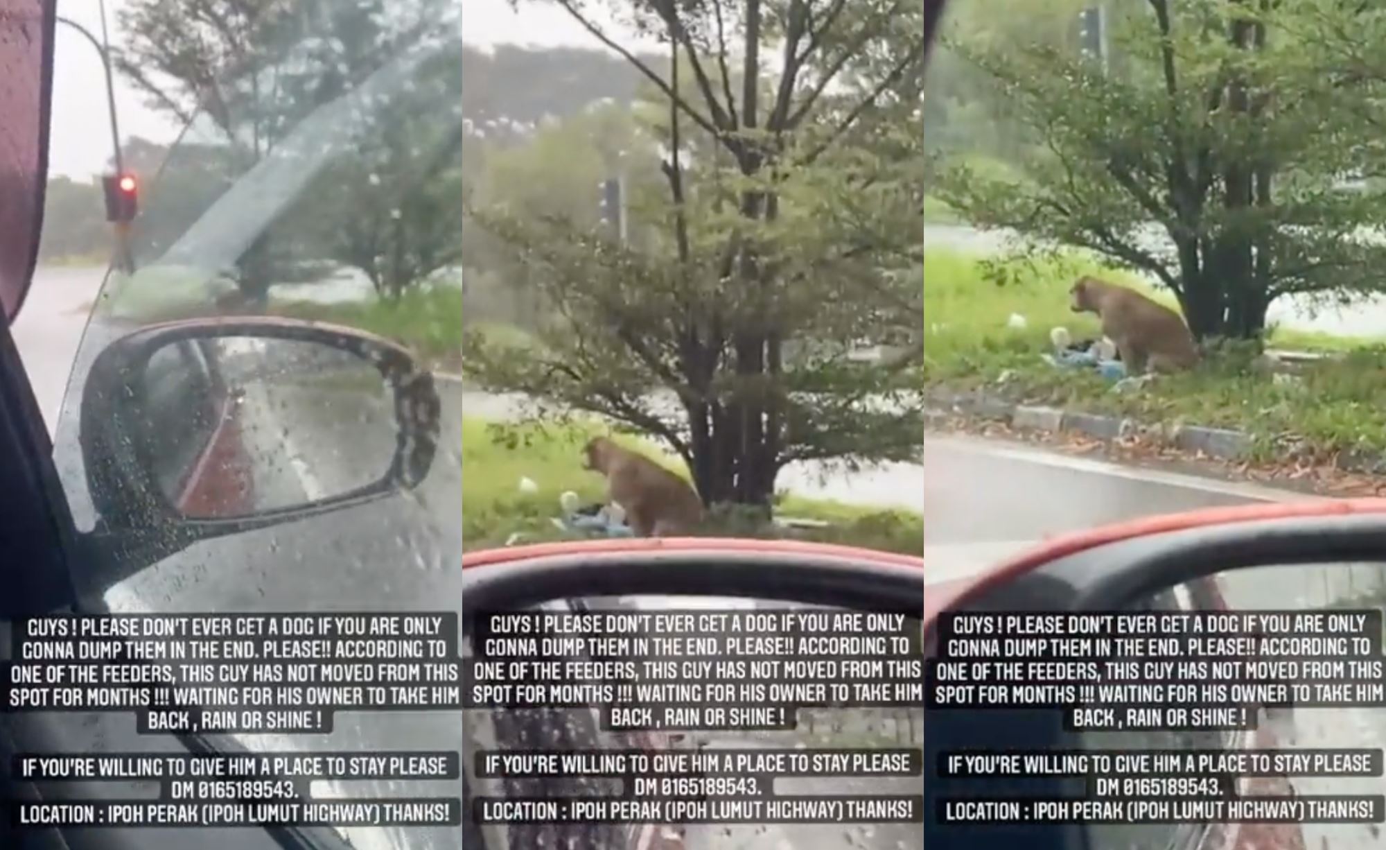 abandoned dog in ipoh waits for owner at the same spot every day, even in rain