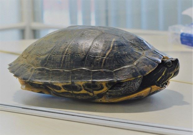 slow moving turtle delays five planes at japan airport