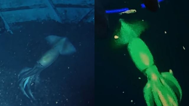 ‘purpleback’ sotong gergasi punyai saiz lebih besar daripada badan manusia ditemui di laut merah