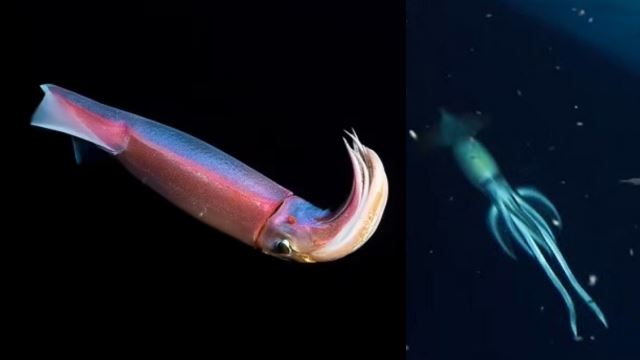 ‘purpleback’ sotong gergasi punyai saiz lebih besar daripada badan manusia ditemui di laut merah